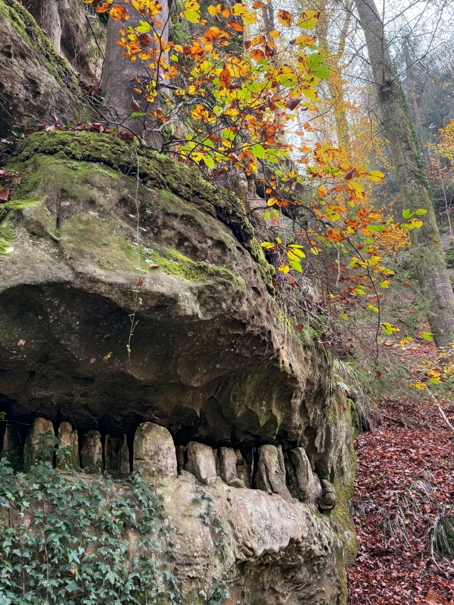 Mullerthal, tandenrots
