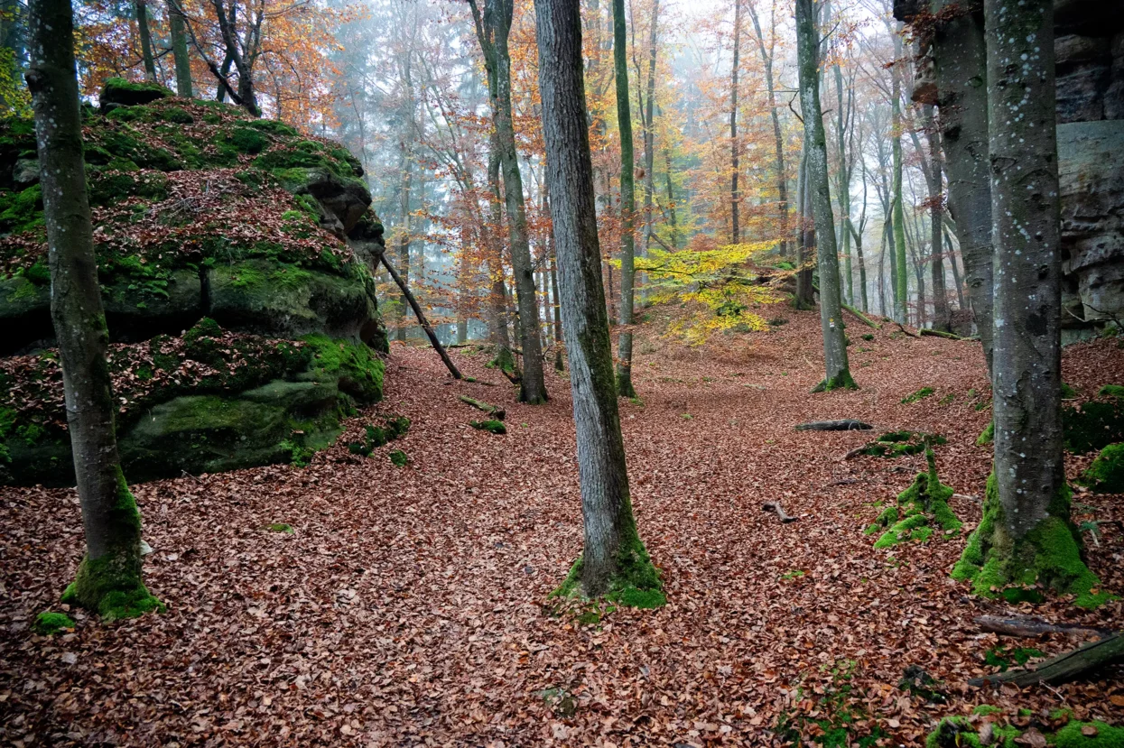 Mullerthal Route 2