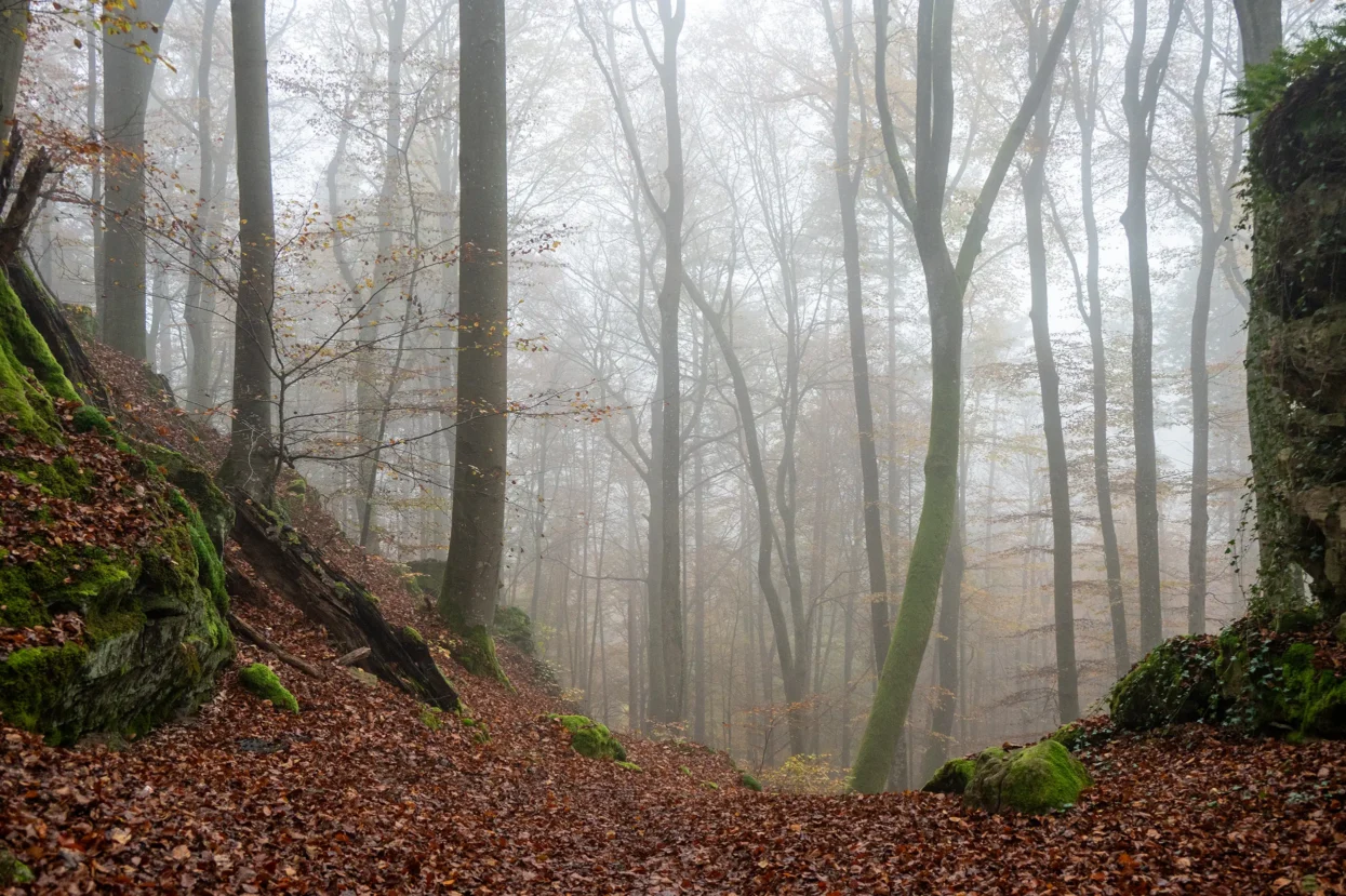 Mullerthal Route 2