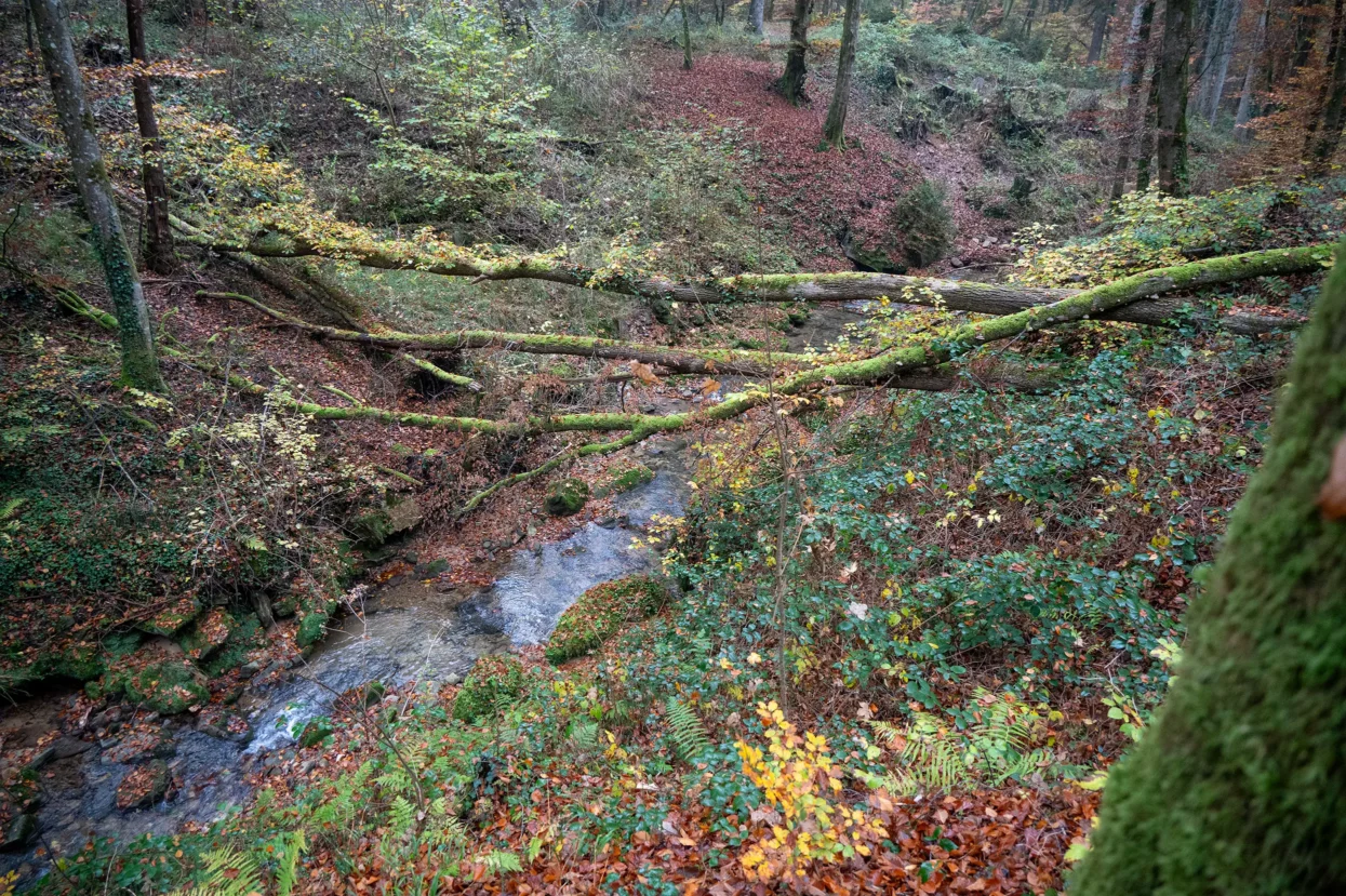 Mullerthal, Lauterburerbaach