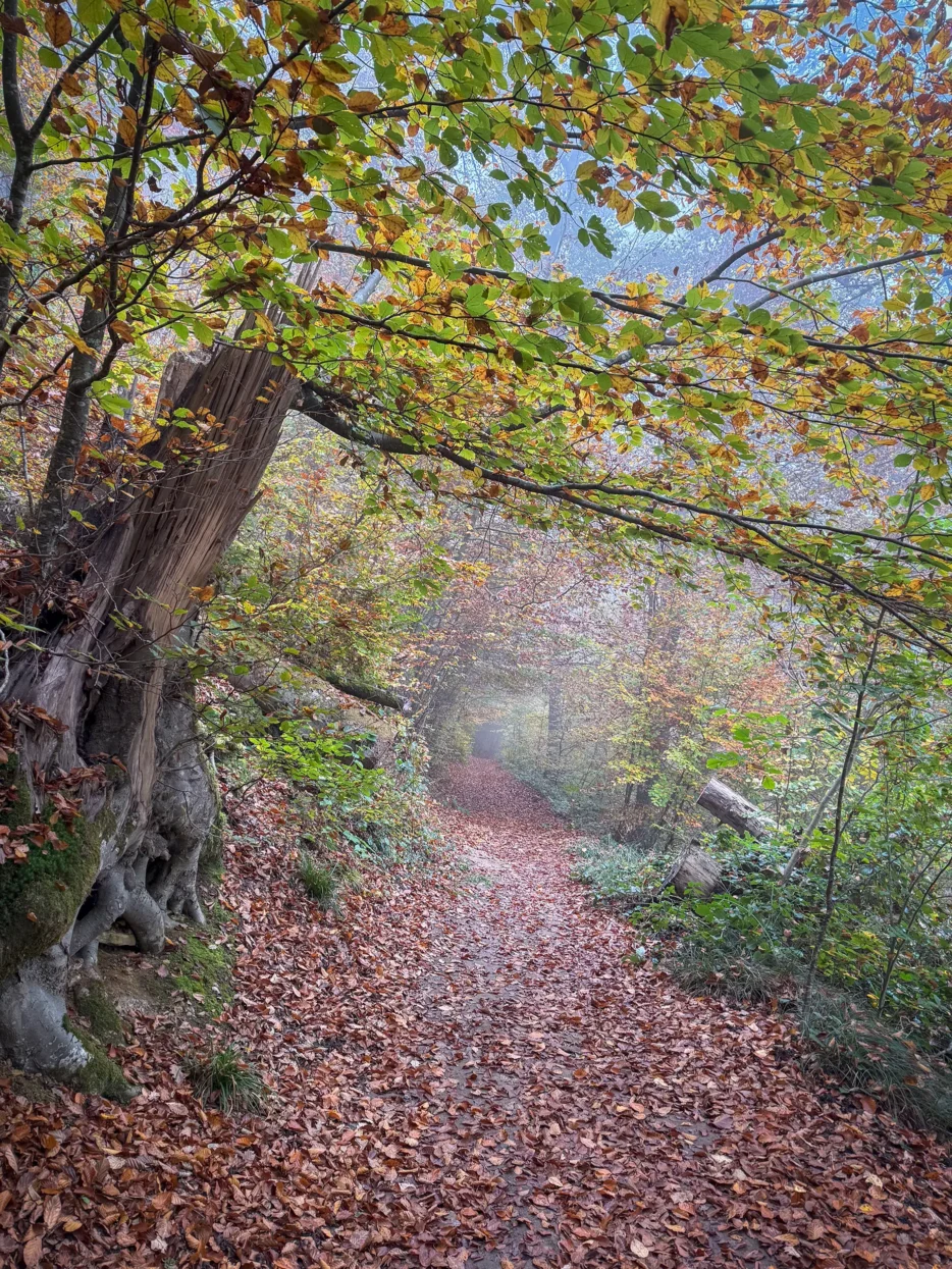 Mullerthal Route 2