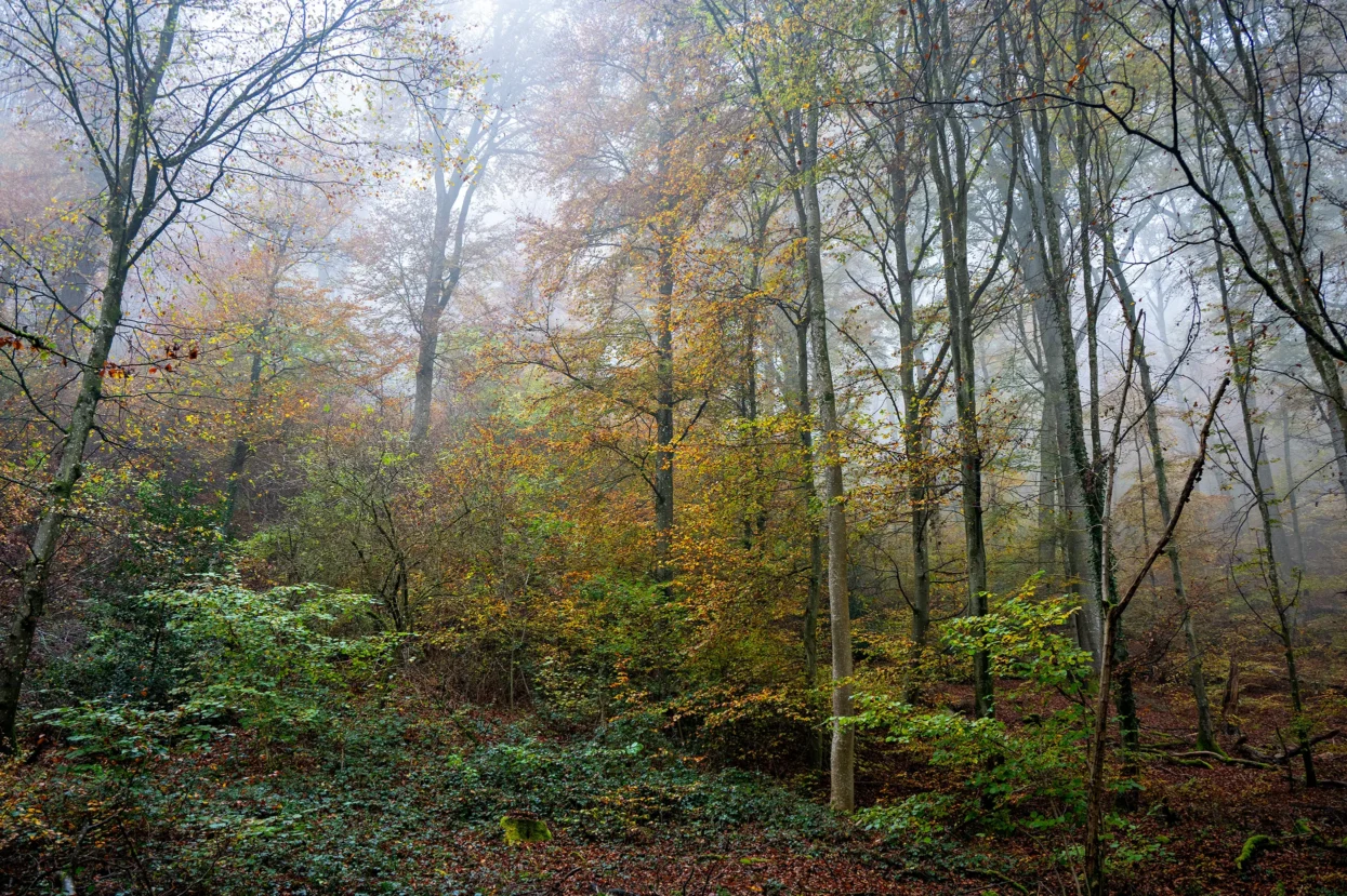 Mullerthal Route 2