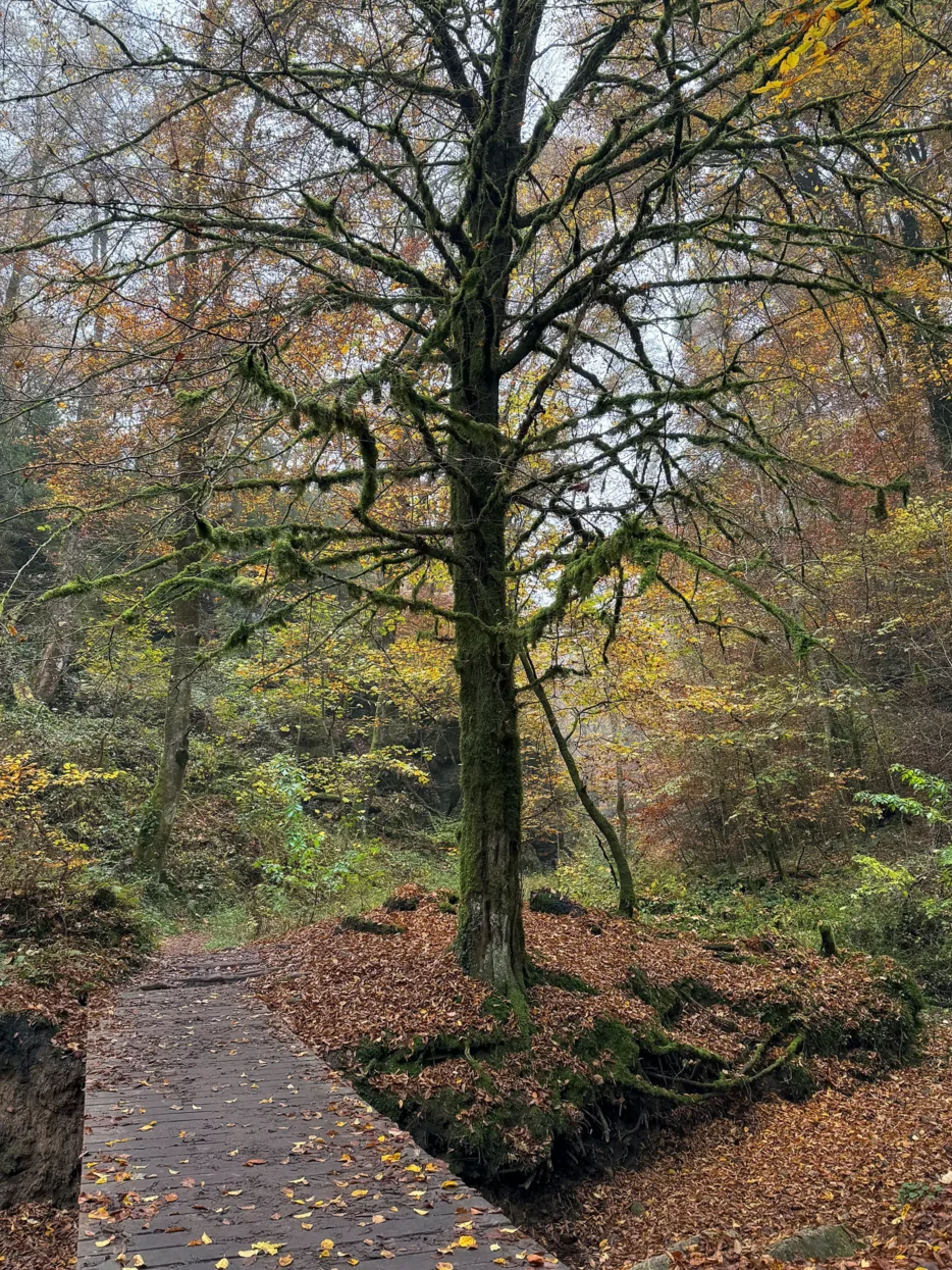 Mullerthal Route 2