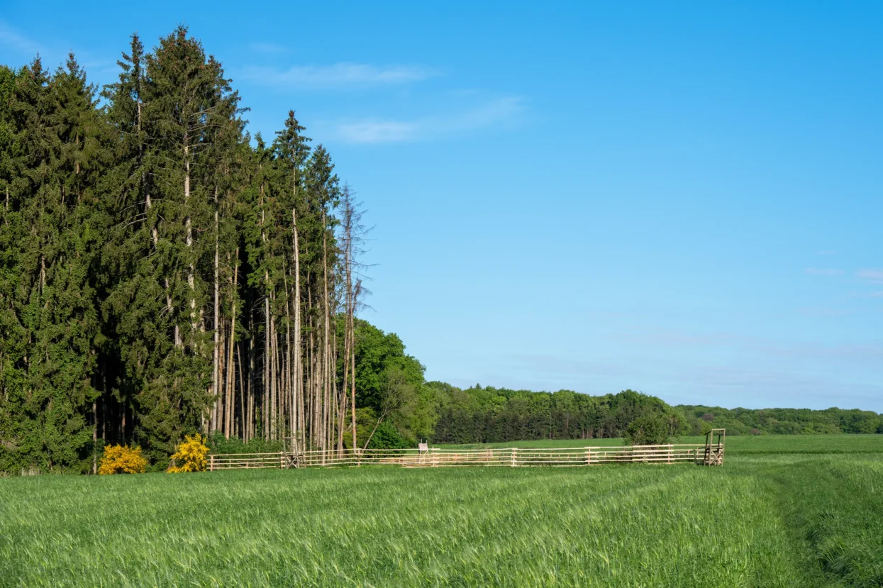 Mullerthal route 3