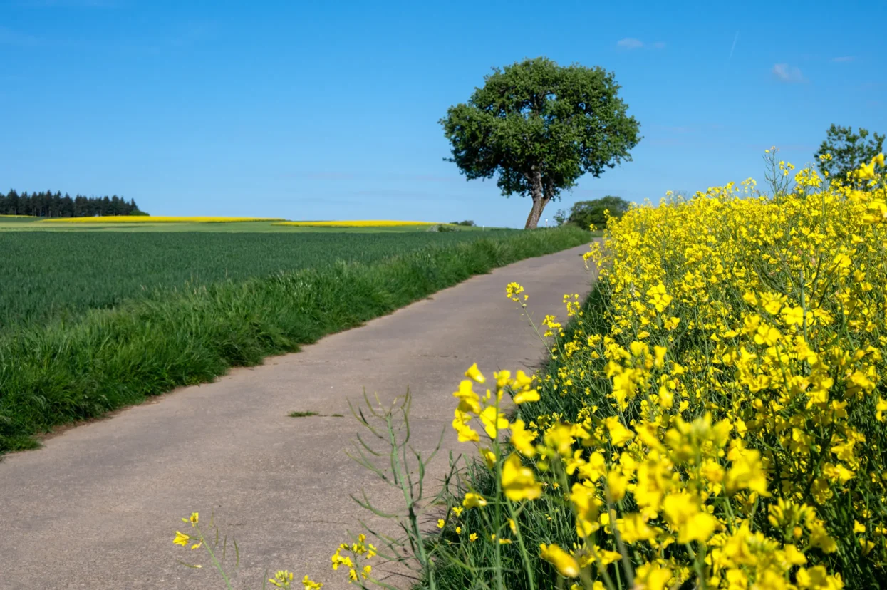 Mullerthal route 3