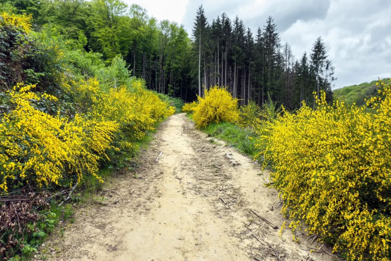 Mullerthal, Marscherwald