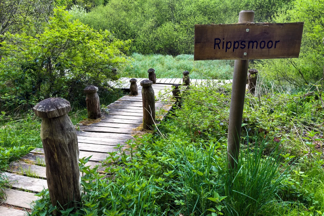 Mullerthal, Rippsmoor