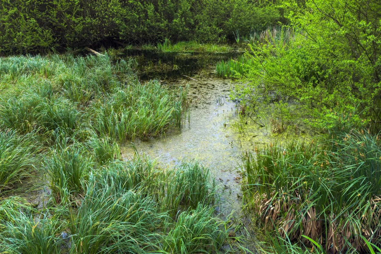 Mullerthal, Rippsmoor