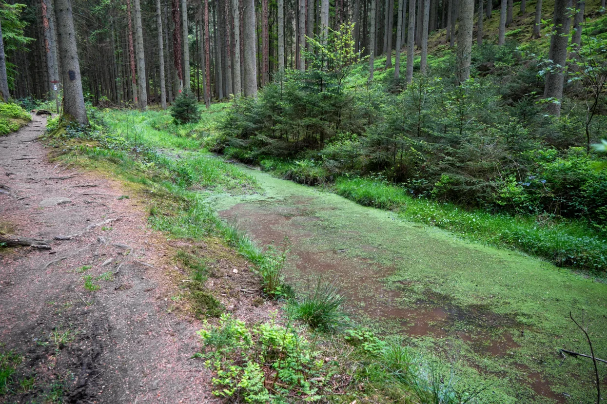 Mullerthal, Marscherwald