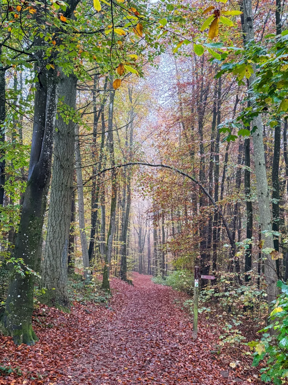 Mullerthal Extra Route B