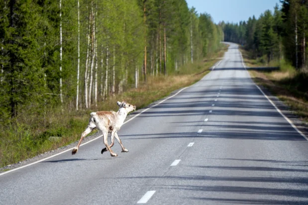 Rendier Finland