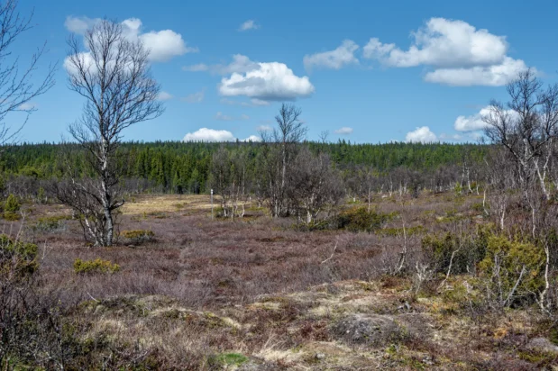 Hällmålningsrundan