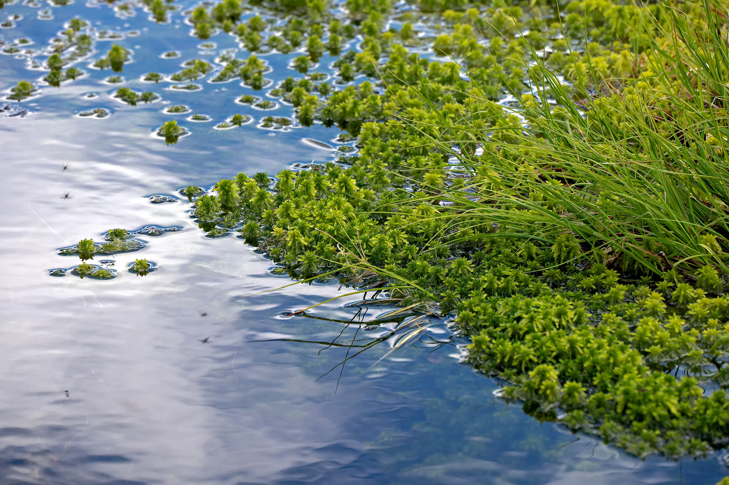 Fulufjället nationaal park