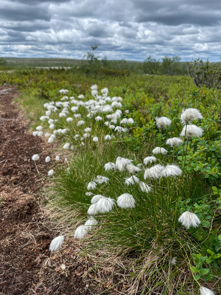 Wollegras: Fulufjället nationaal park
