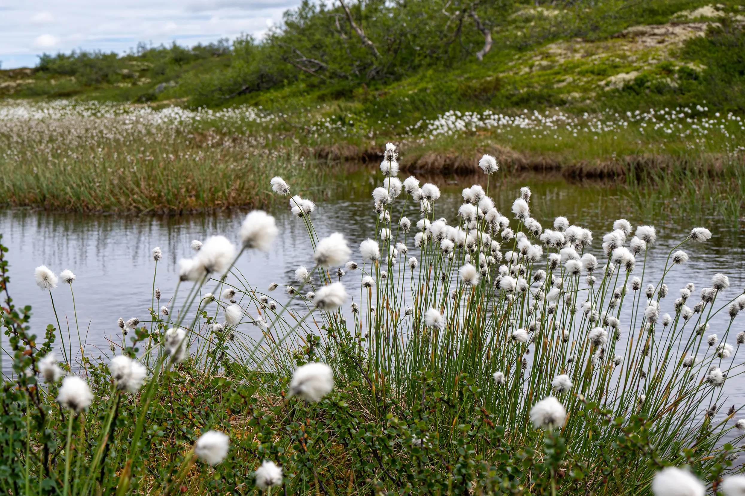 Wollegras: Fulufjället nationaal park