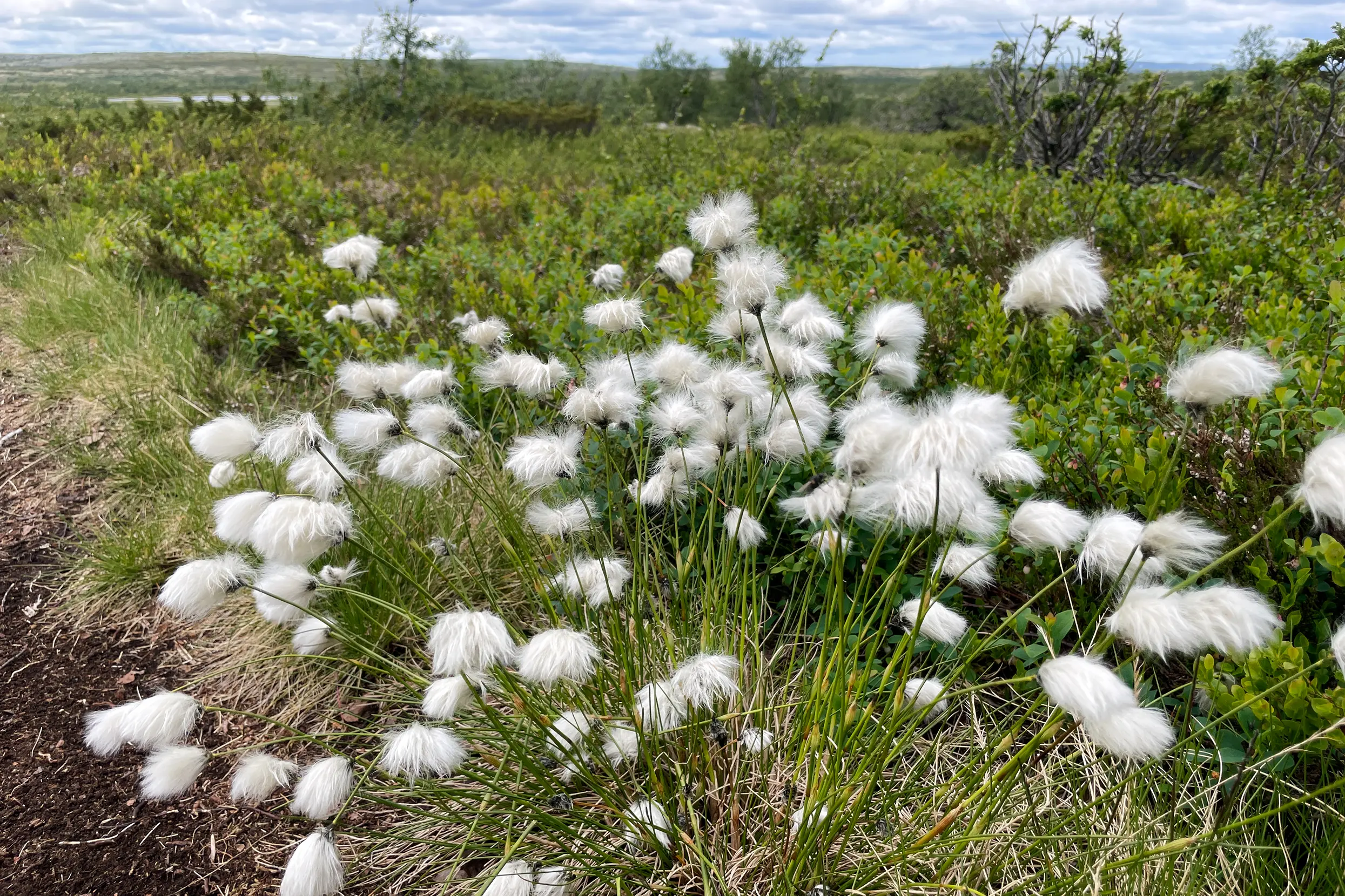 Wollegras: Fulufjället nationaal park