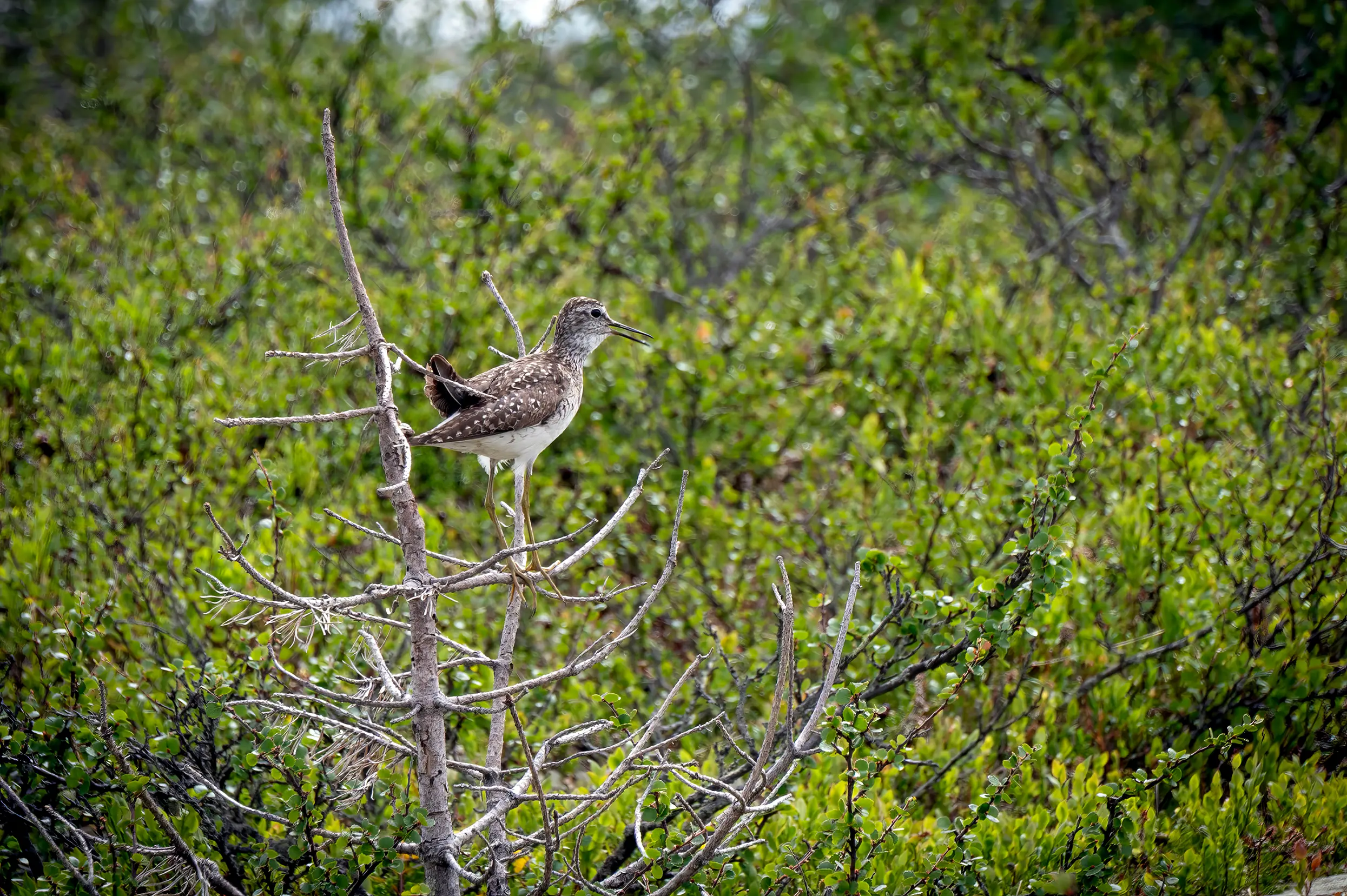 Fulufjället nationaal park: bosruiter