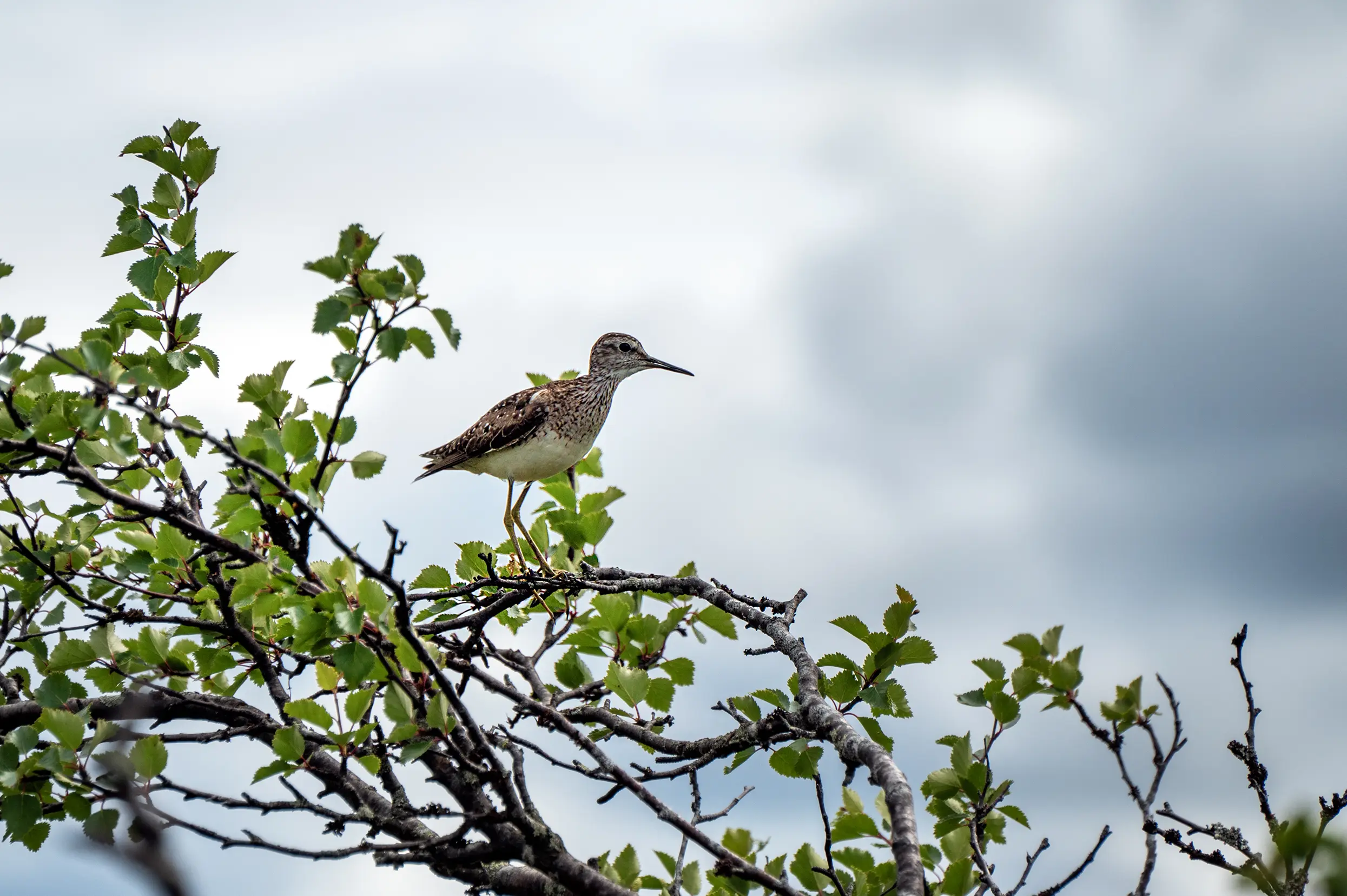 Fulufjället nationaal park: bosruiter
