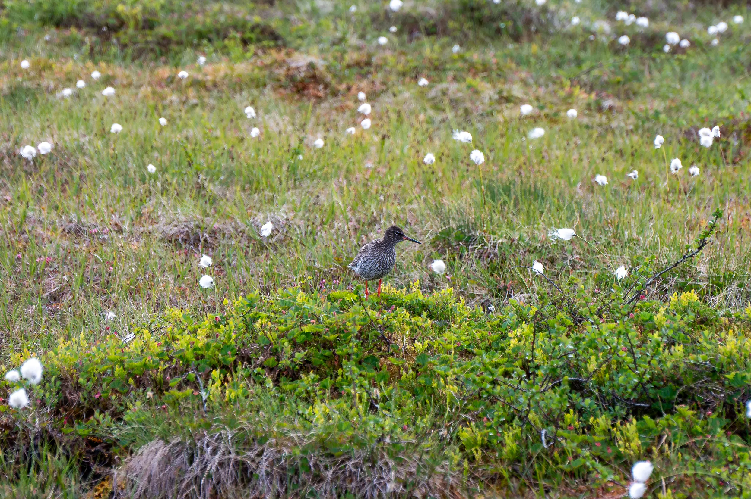 Fulufjället nationaal park: Tureluur