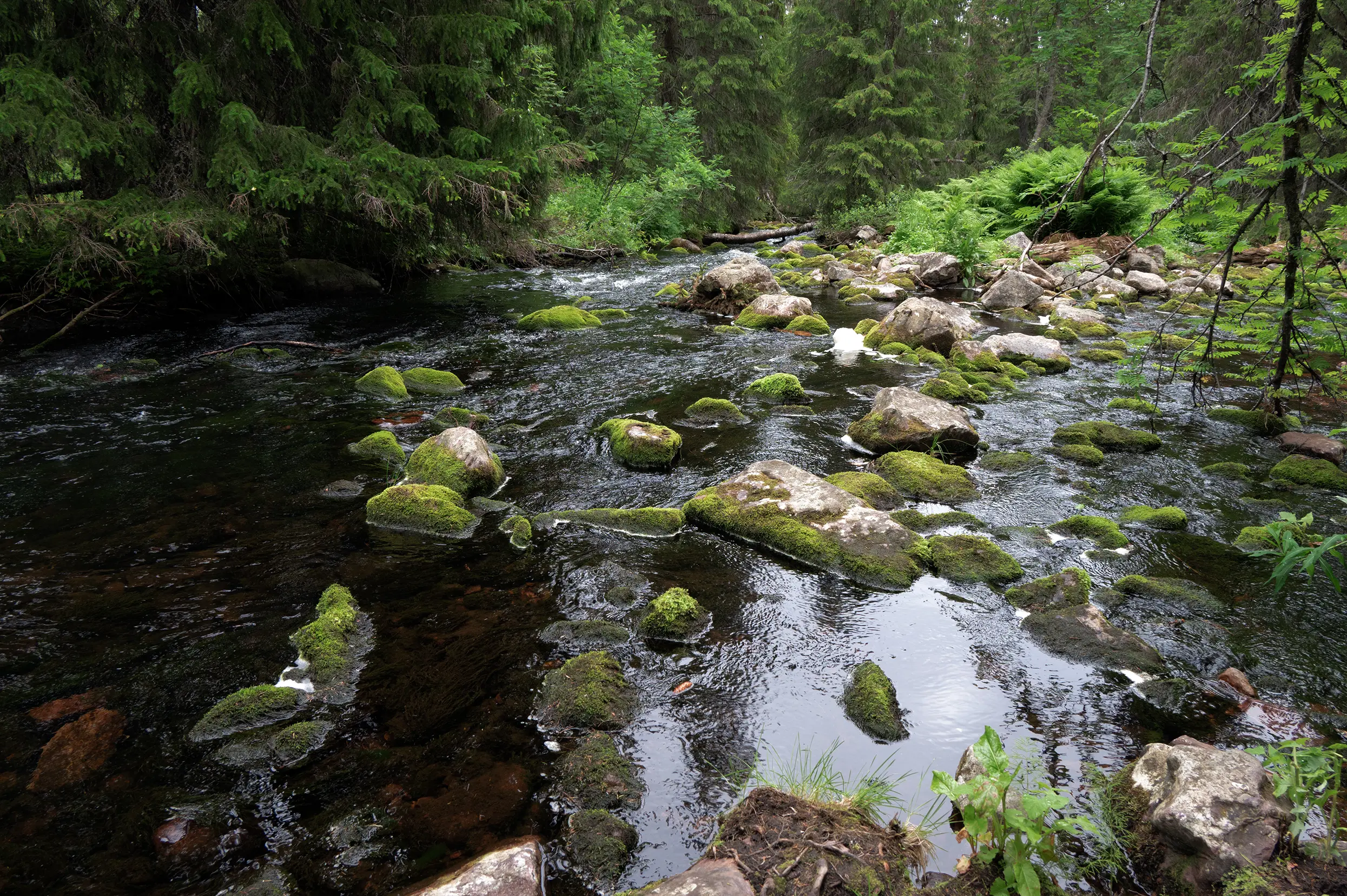 Vallei van de Njupån