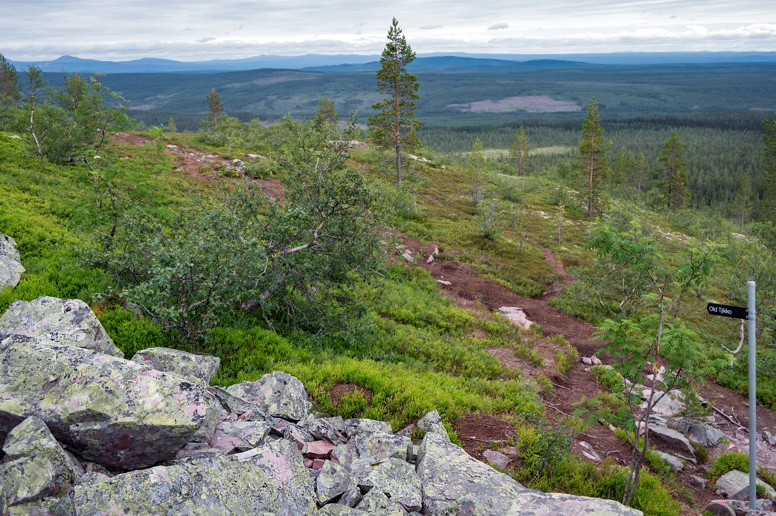 Pad naar Old Tjikko
