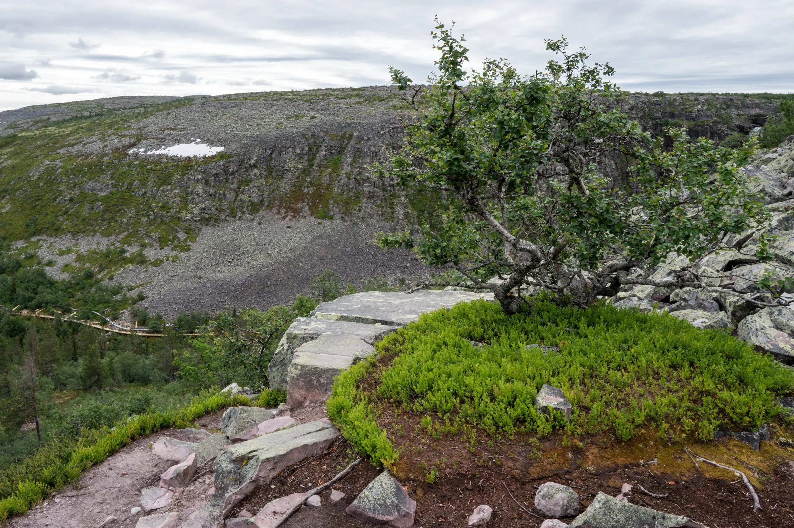 Pad naar Old Tjikko