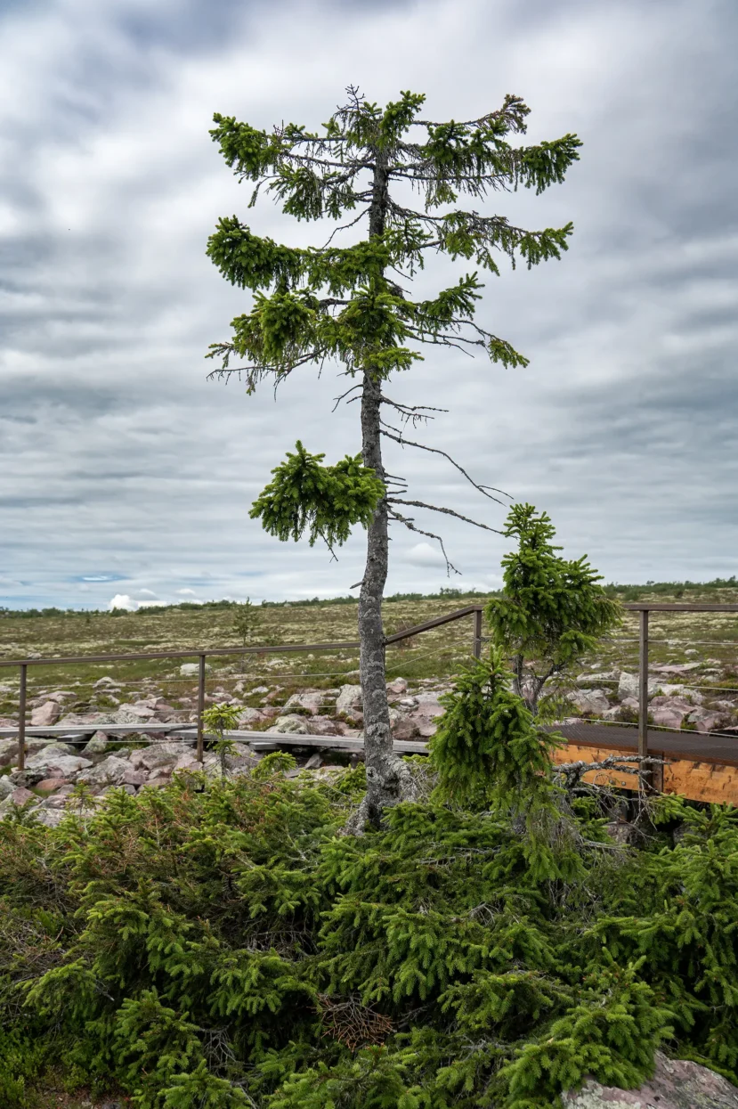Old Tjikko