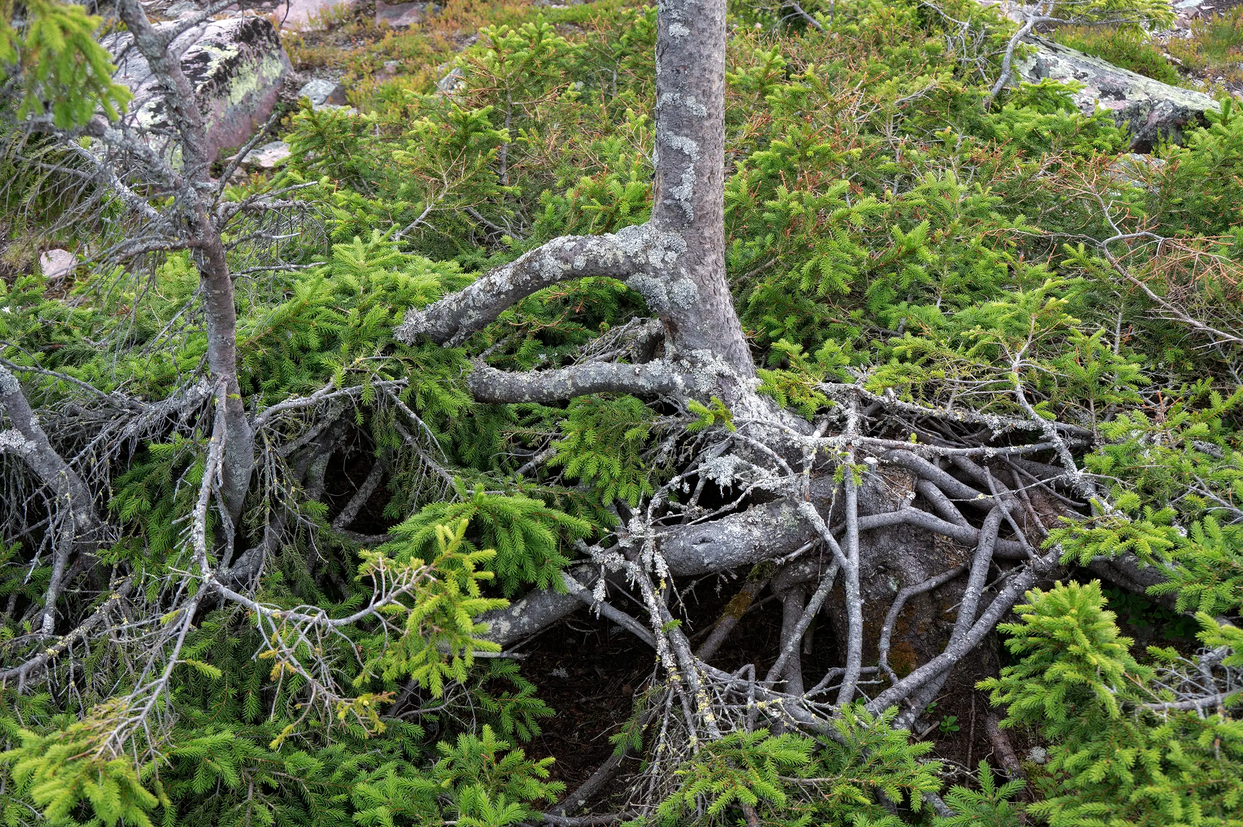 Old Tjikko wortelstelsel