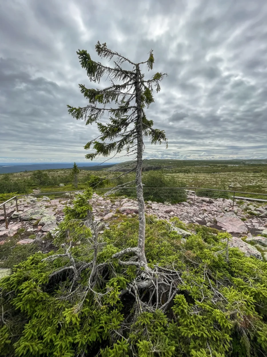 Old Tjikko