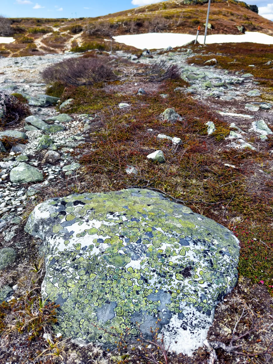 Ruändan (landkaartmos)