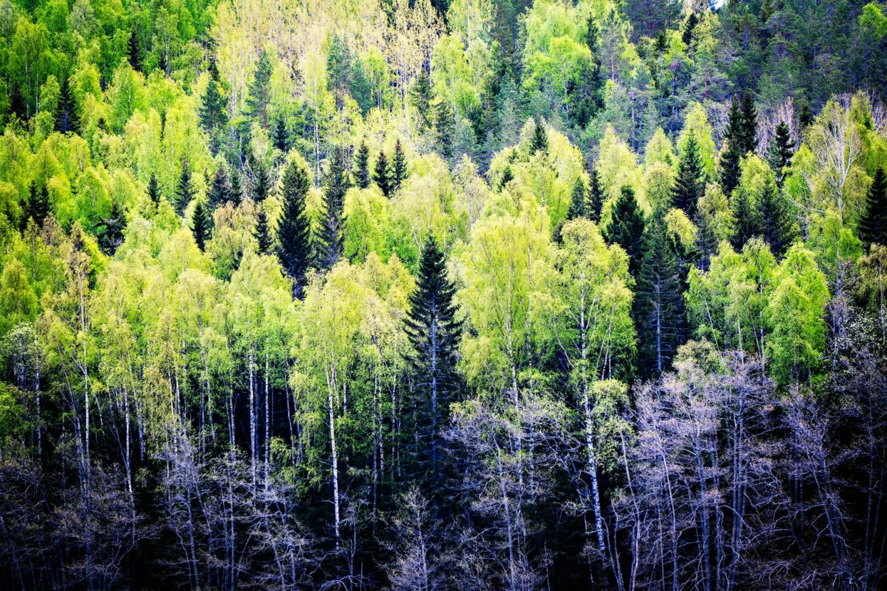 Skuleskogen NP