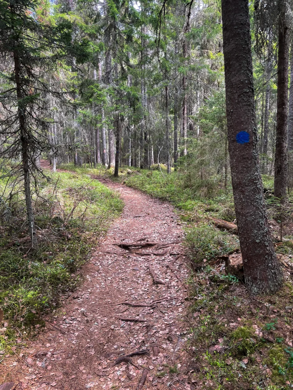 Skuleskogen NP
