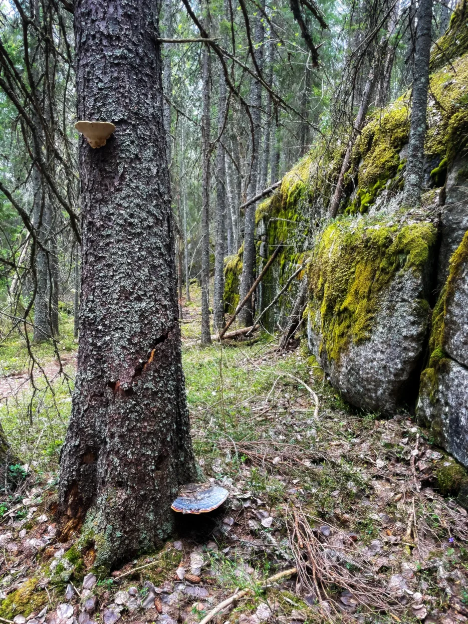 Skuleskogen NP