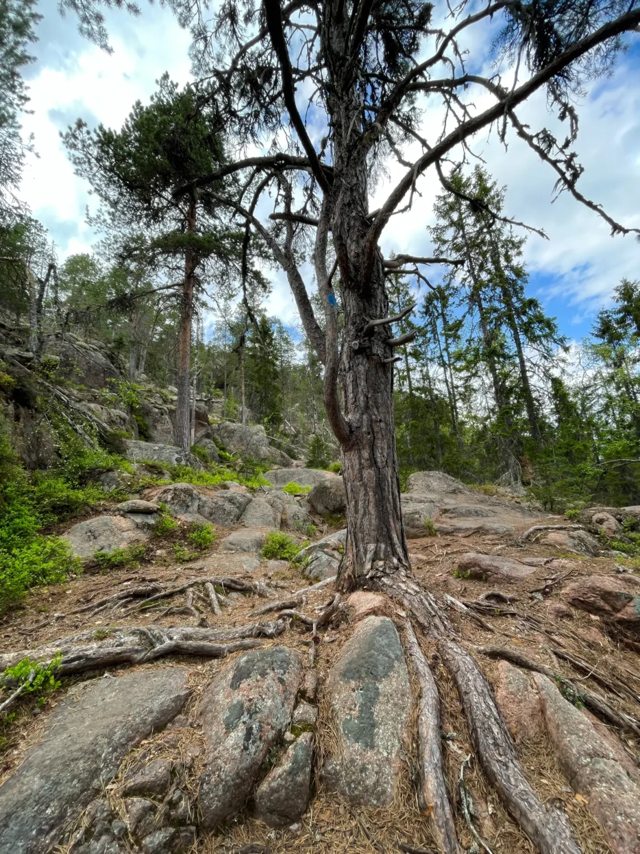 Skuleskogen NP