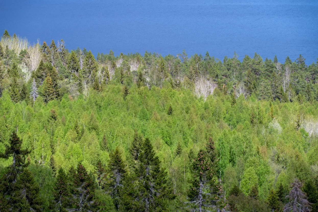 Skuleskogen NP