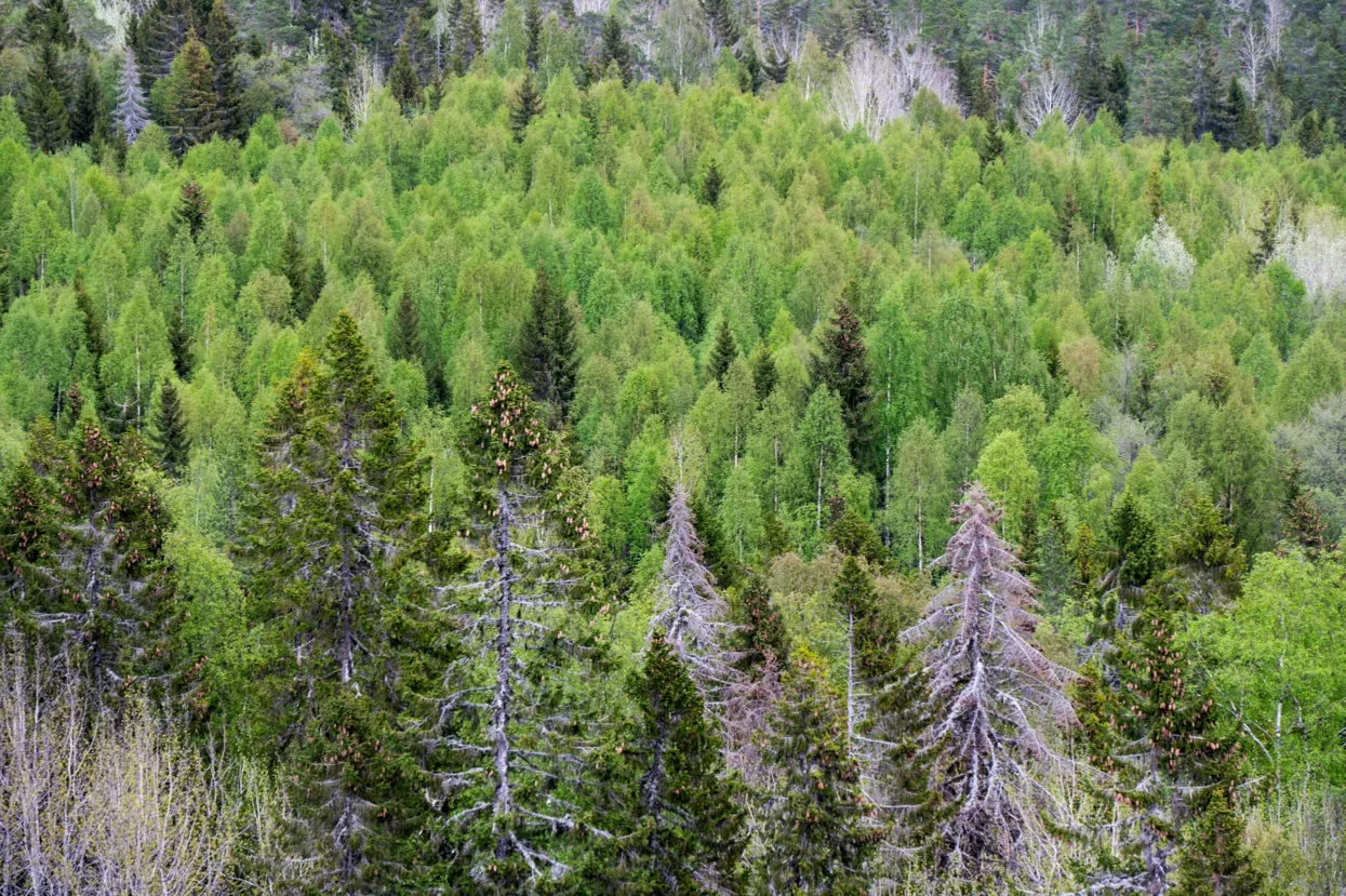 Skuleskogen NP