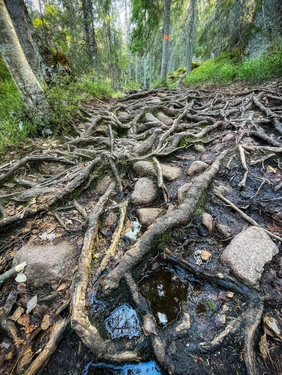 Skuleskogen NP