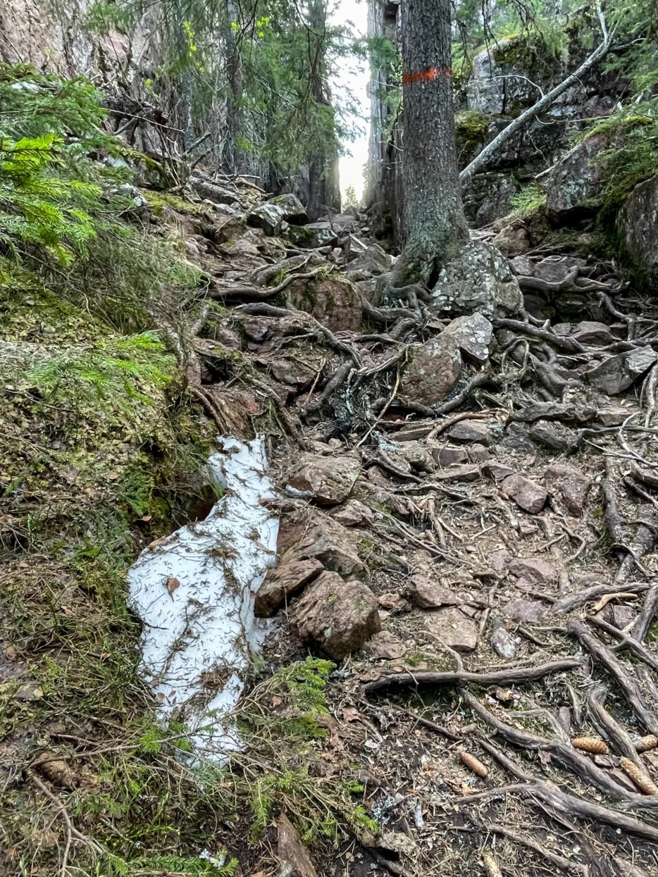 Skuleskogen NP