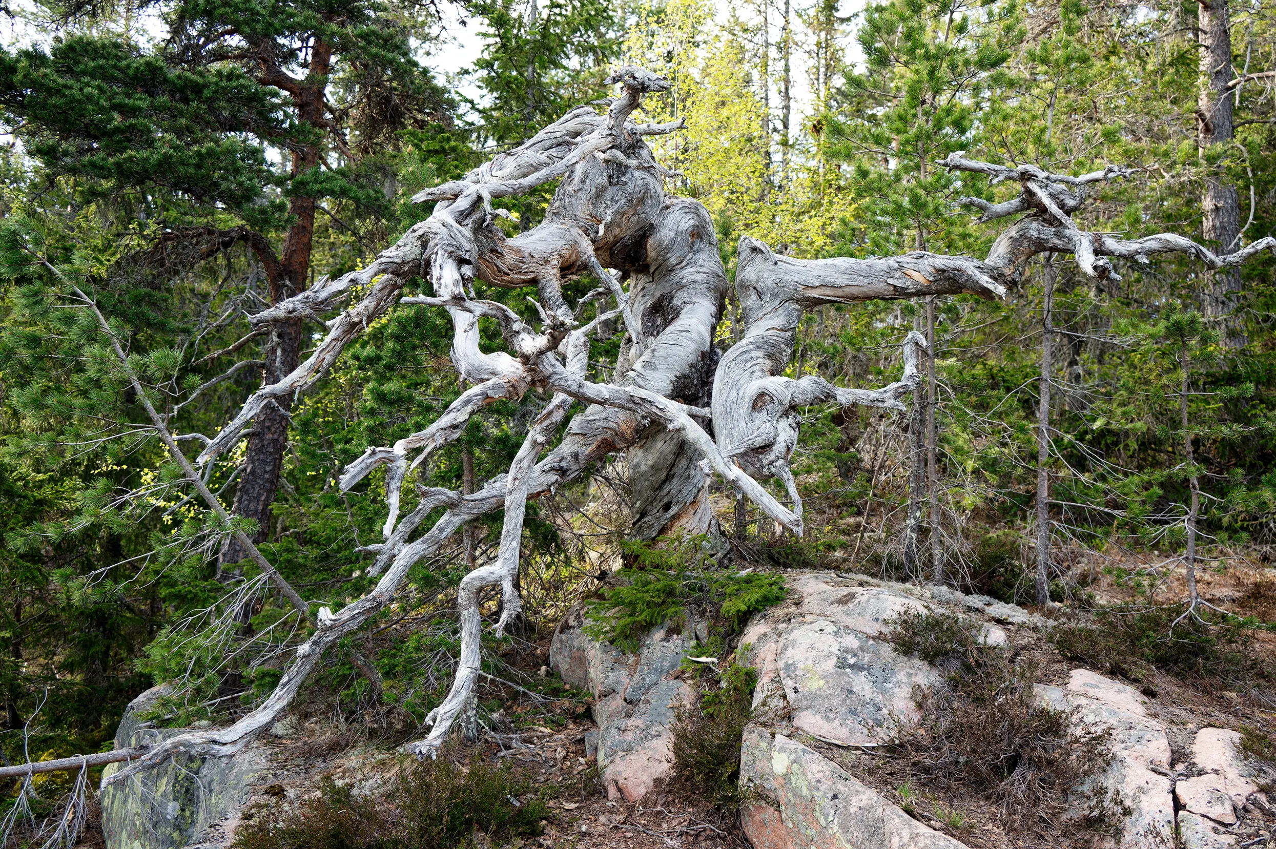 Skuleskogen NP