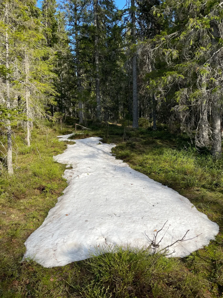 Skuleskogen NP