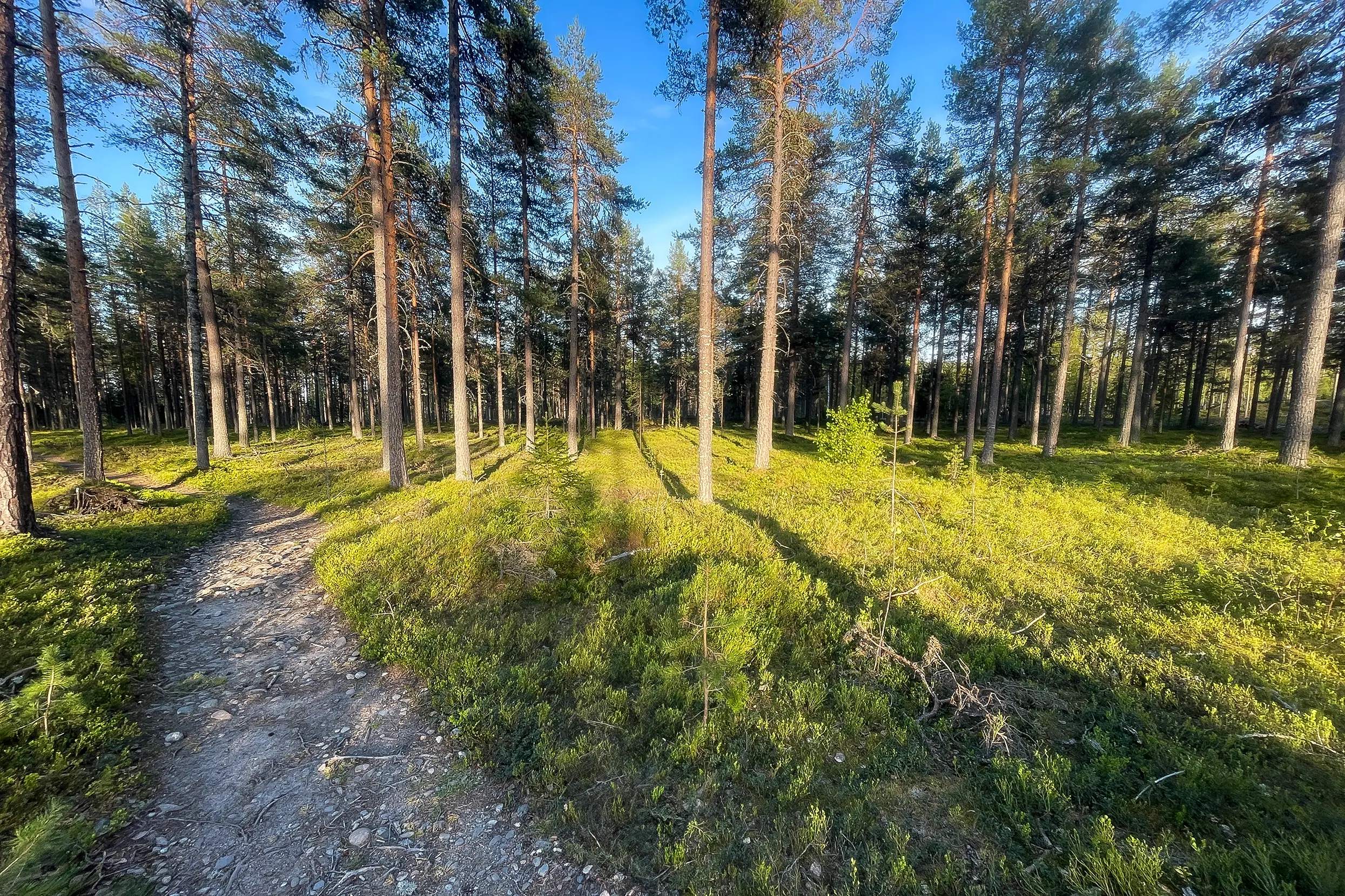 Skuleskogen NP
