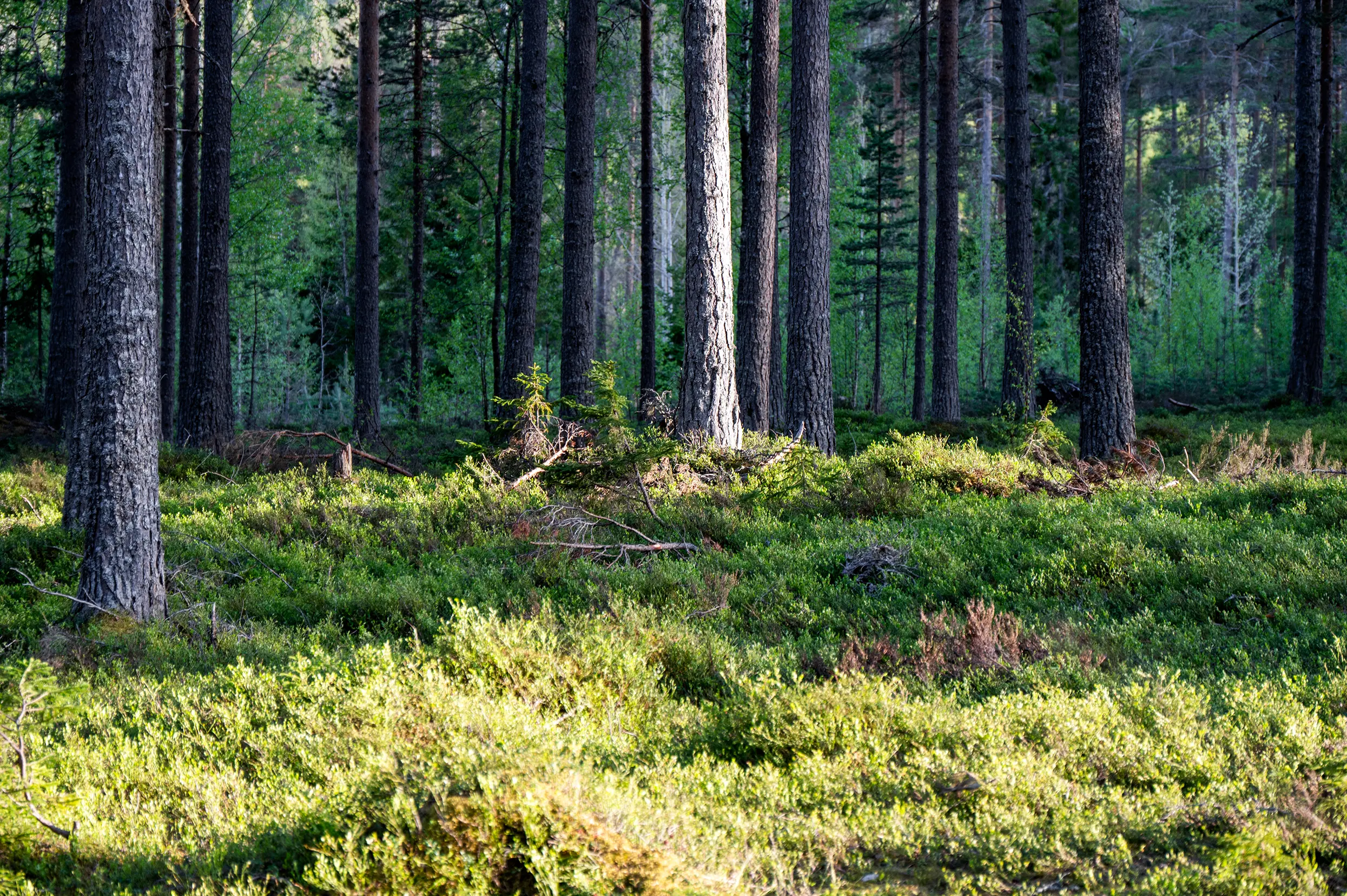 Skuleskogen NP