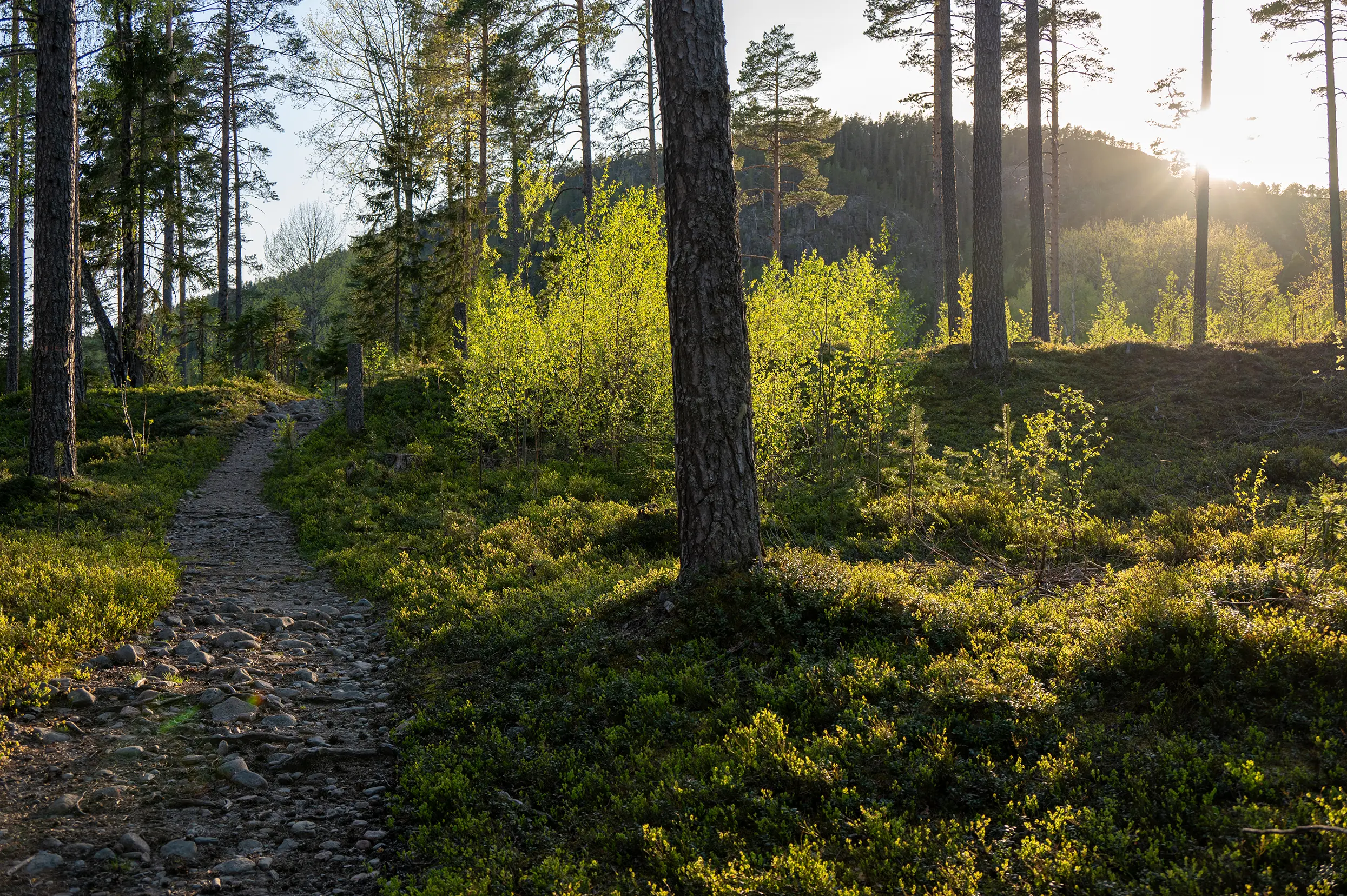 Skuleskogen NP